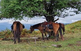 Horseback Riding Tours for Adventure Seekers unbridled fun in Bulgaria (45)