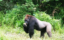 Heart of Darkness Expedition in DR Congo & Republic Congo (12)