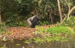 Heart of Darkness Expedition in DR Congo & Republic Congo (23)