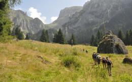 Transylvania Trek: Self-Guided Carpathian Adventure (4)